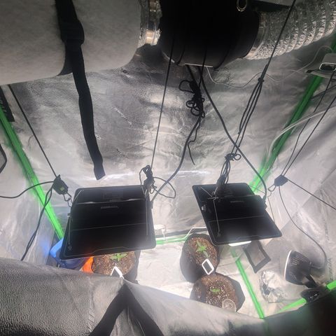 Bruce Banner Auto growlog photo: New Light 50% 18"
78 degrees
74rh
