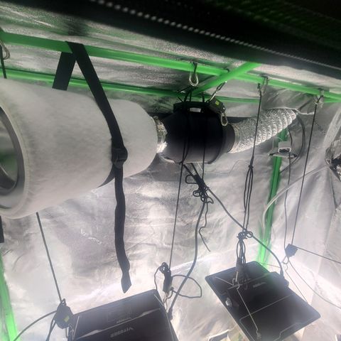 Bruce Banner Auto growlog photo: New Light 50% 18"
78 degrees
74rh
