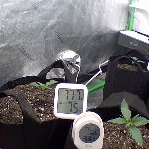Bruce Banner Auto growlog timeline photo