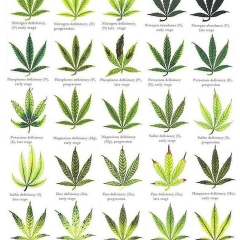 Bruce Banner Auto growlog photo: Reference