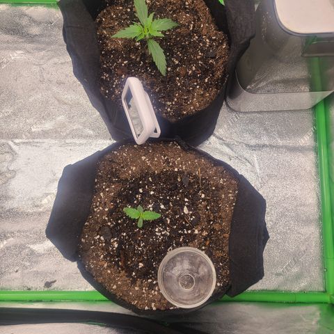 Bruce Banner Auto growlog photo: Day 5 seedling