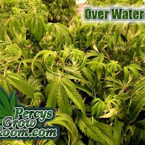 Bruce Banner Auto growlog photo: Reference