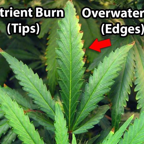 Bruce Banner Auto growlog photo: Reference