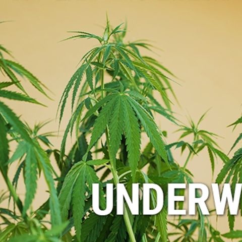Bruce Banner Auto growlog photo: Reference