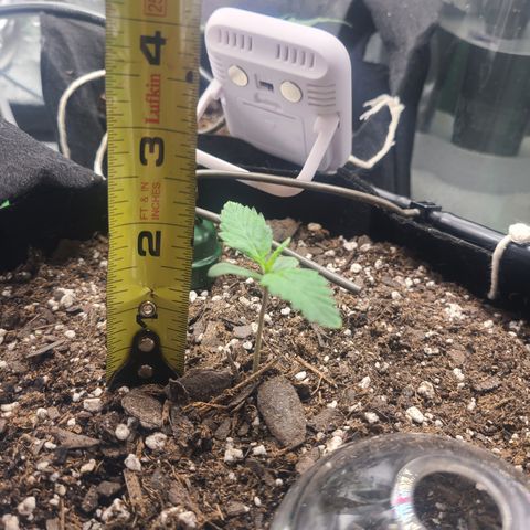 Bruce Banner Auto growlog photo: Day 5 