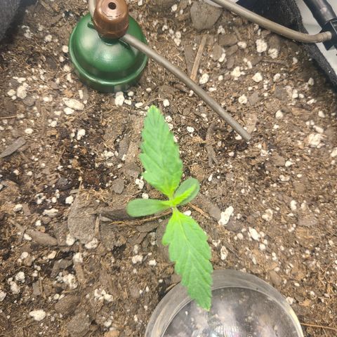 Bruce Banner Auto growlog photo: Day 5 
