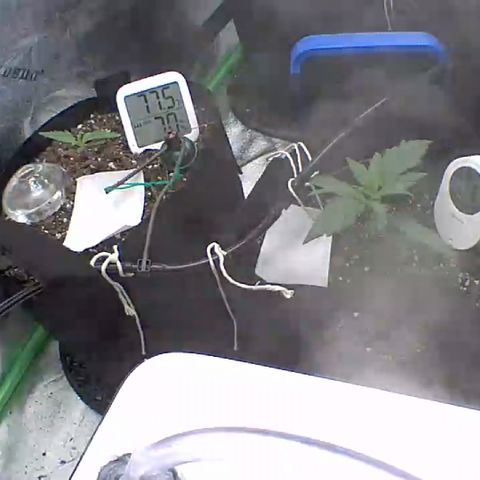 Bruce Banner Auto growlog photo: Day 6