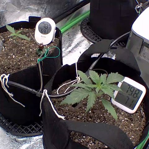 Bruce Banner Auto growlog photo: Day 7. Growing kind of slow so far maybe from too much water or transplanting. We will see