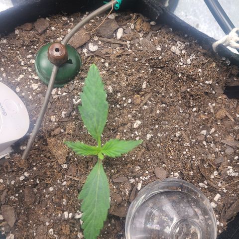 Bruce Banner Auto growlog photo: Day 6