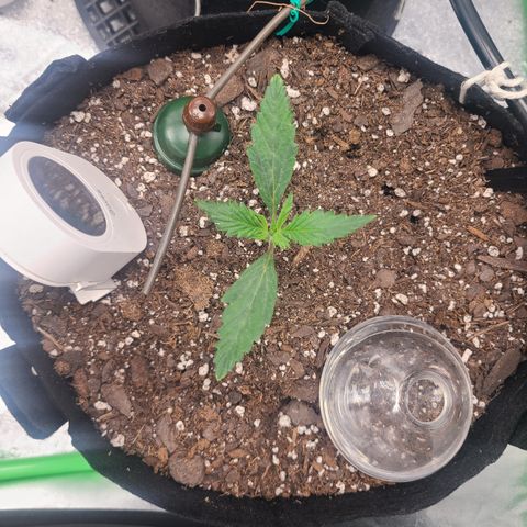 Bruce Banner Auto growlog photo: Day 7 soil at 5