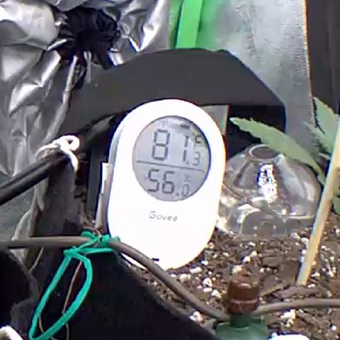 Bruce Banner Auto growlog photo: Day 8