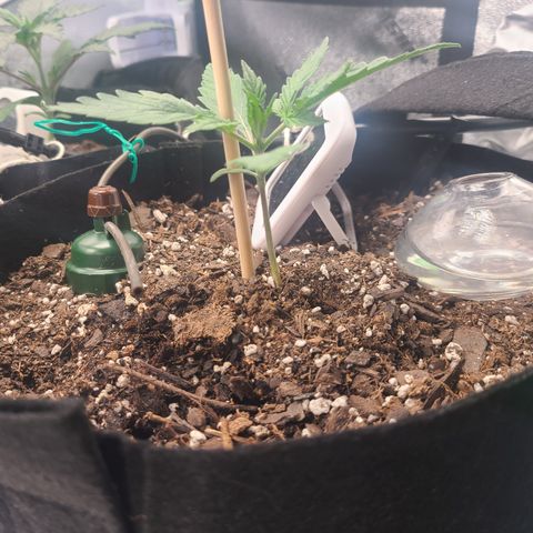 Bruce Banner Auto growlog photo: Day 9 growth picking up a little 