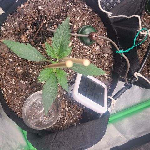 Bruce Banner Auto growlog photo: Day 9 growth picking up a little 