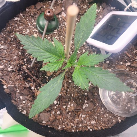 Bruce Banner Auto growlog photo: Day 9 growth picking up a little 