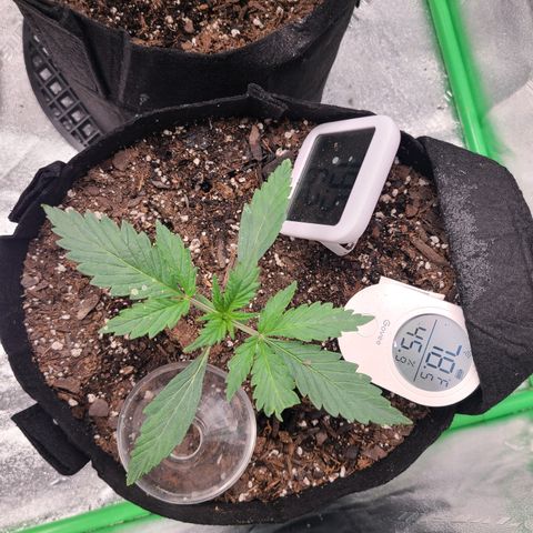 Bruce Banner Auto growlog photo: Day 10