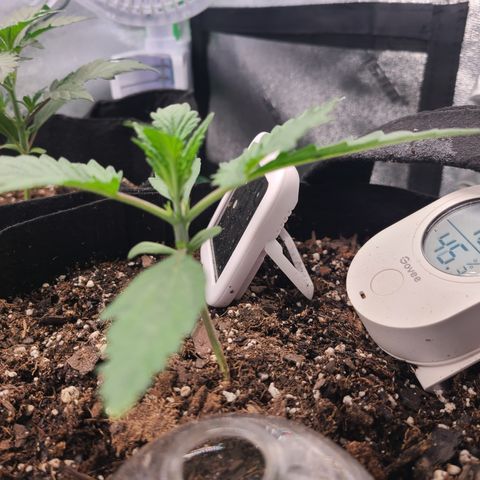 Bruce Banner Auto growlog photo: Day 10