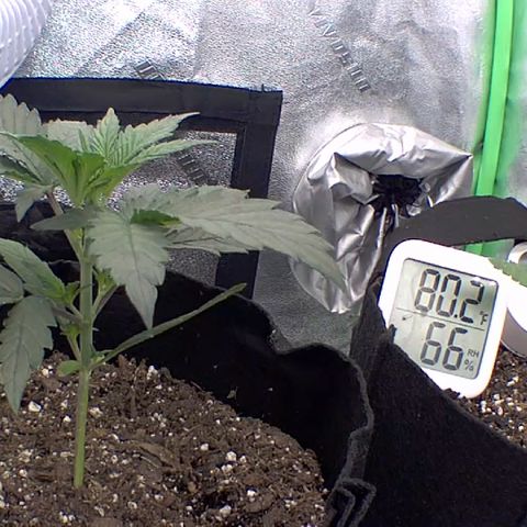 Bruce Banner Auto growlog photo: Day 15 day 2 lst day 10