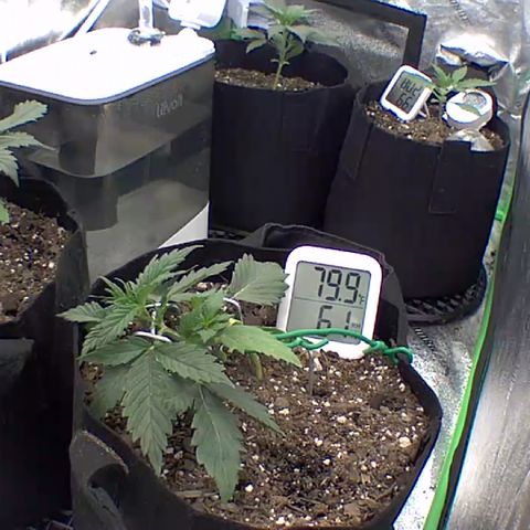 Bruce Banner Auto growlog photo: Day 15 day 2 lst day 10