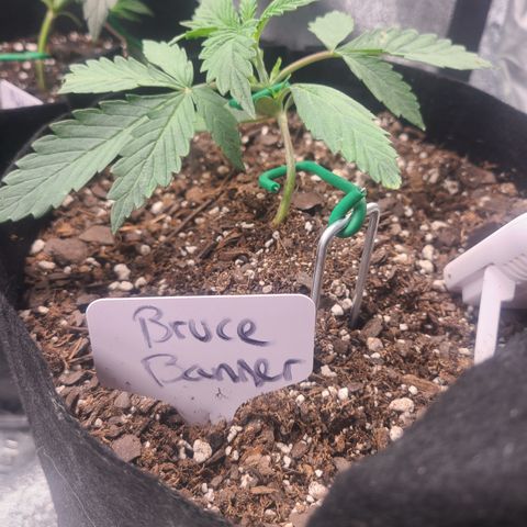 Bruce Banner Auto growlog photo: Starting to lst day 11