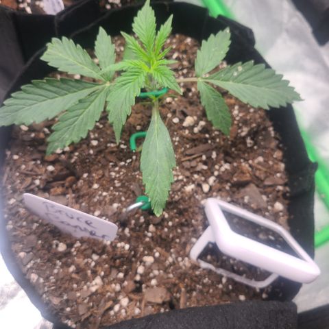 Bruce Banner Auto growlog photo: Starting to lst day 11