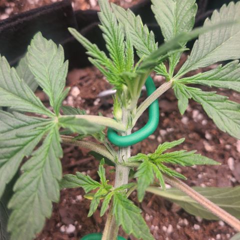 Bruce Banner Auto growlog photo: Day 3 lst day 13