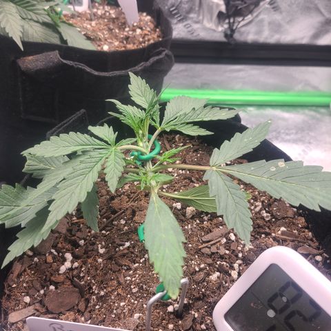 Bruce Banner Auto growlog photo: Day 3 lst day 13