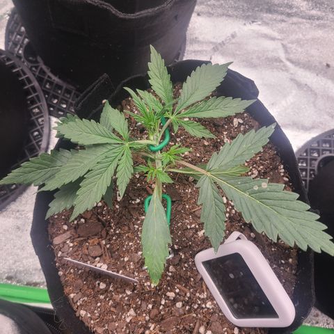 Bruce Banner Auto growlog photo: Day 3 lst day 13
