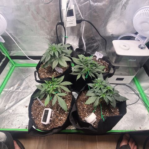 Bruce Banner Auto growlog photo: Redid tent configuration 