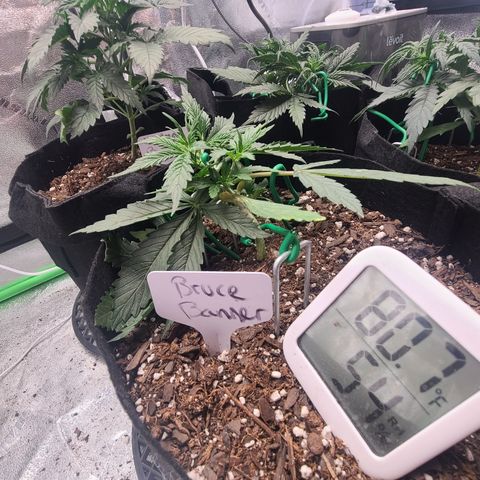 Bruce Banner Auto growlog photo: Day 5 lst day 15 moisture 4