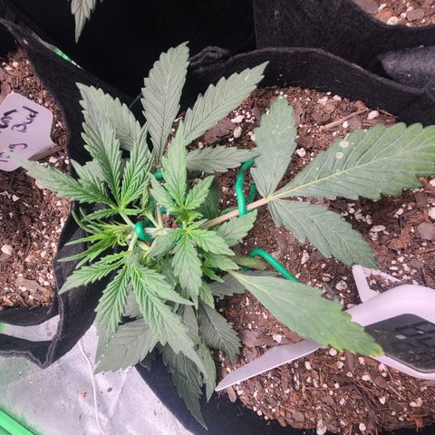 Bruce Banner Auto growlog photo: Day 5 lst day 15 moisture 4