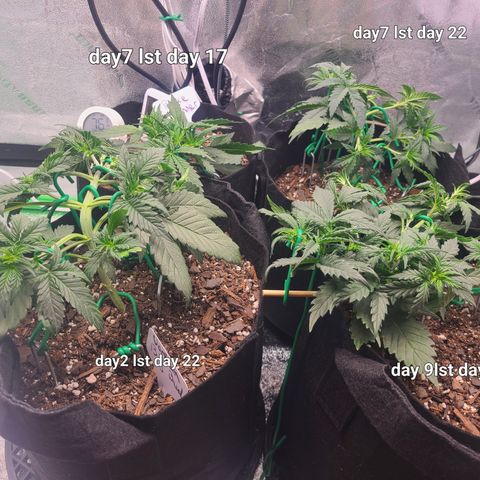 Bruce Banner Auto growlog photo: NBB day 22
Lst 2,7,9
BB day 17
Lst day 7
