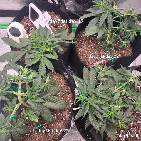 Bruce Banner Auto growlog photo: NBB day 22
Lst 2,7,9
BB day 17
Lst day 7