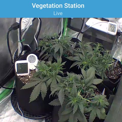 Bruce Banner Auto growlog photo: NBB DAY 23
DAYS 10,8,3 LST RECEIVED WATER AND NUTES. LOOKS TO BE GROWING STRONG.
BB DAY 18 DAY 8 LST
ITS COMING ALONG BUT I FEEL LIKE MAYBE ITS STUNTED BUT IT COULD ALSO BE BECAUSE ITS NEXT TO PLANTS 5 DAYS OLDER. TIME WILL TELL