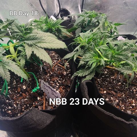 Bruce Banner Auto growlog photo: NBB DAY 23
DAYS 10,8,3 LST RECEIVED WATER AND NUTES. LOOKS TO BE GROWING STRONG.
BB DAY 18 DAY 8 LST
ITS COMING ALONG BUT I FEEL LIKE MAYBE ITS STUNTED BUT IT COULD ALSO BE BECAUSE ITS NEXT TO PLANTS 5 DAYS OLDER. TIME WILL TELL