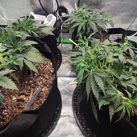Bruce Banner Auto growlog photo: NBB DAY 24
BB DAY 19
LITTLE LST MOISTURE GOOD