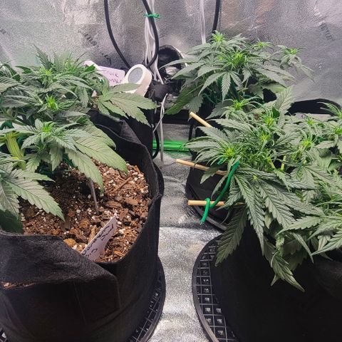 Bruce Banner Auto growlog photo: NBB DAY 25
BB DAY 20
HAD TO WATER THE NBB WITH LESS SOIL AND CANT REALLY ADD SOIL CAUSE OF LST. NBB IS STARTING TO SHOW WHITE PISTILS ALL OVER. 
BB IS ALL WEIRD. NOT GONNA TOUCH REST OF GROW AND STOP LST COMPLETELY. DID A TINY BIT OF LST BUT AT THIS POINT THEY SHIULD GROW UP