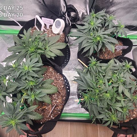 Bruce Banner Auto growlog photo: NBB DAY 25
BB DAY 20
HAD TO WATER THE NBB WITH LESS SOIL AND CANT REALLY ADD SOIL CAUSE OF LST. NBB IS STARTING TO SHOW WHITE PISTILS ALL OVER. 
BB IS ALL WEIRD. NOT GONNA TOUCH REST OF GROW AND STOP LST COMPLETELY. DID A TINY BIT OF LST BUT AT THIS POINT THEY SHIULD GROW UP
