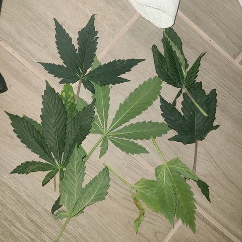 Bruce Banner Auto growlog photo: Light defoliation on blocked leaves. Still more to do but didn't want to overstress