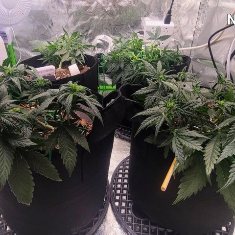 Bruce Banner Auto growlog photo: NBB DAY 26
BB DAY 21
LONG LIST OF ACTIONS TODAY. IN EARLY FLOWER NOW WITH LOTS OF PISTILS. 