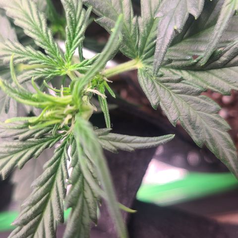 Bruce Banner Auto growlog photo: Pistils showing up on all plants. Most bud sites on longest lst