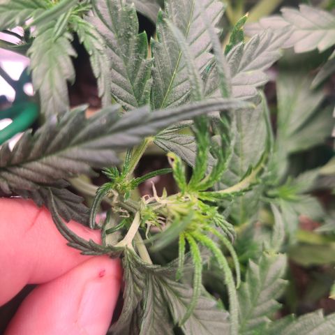 Bruce Banner Auto growlog photo: Pistils showing up on all plants. Most bud sites on longest lst