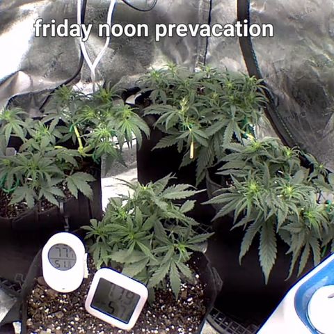 Bruce Banner Auto growlog timeline photo