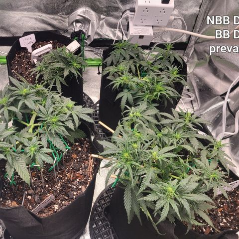 Bruce Banner Auto growlog timeline photo