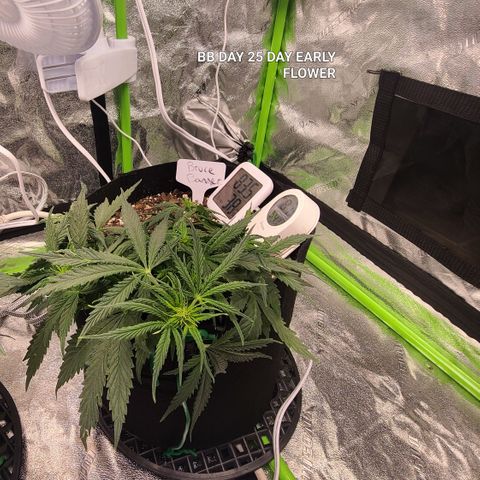 Bruce Banner Auto growlog photo: BB DAY 25 EARLY FLOWER