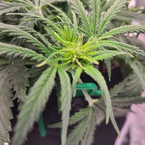 Bruce Banner Auto growlog photo: BB DAY 25 EARLY FLOWER
