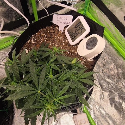 Bruce Banner Auto growlog photo: BB DAY 25 EARLY FLOWER