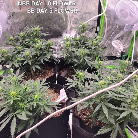 Bruce Banner Auto growlog photo: NBB DAY 10 FLOWER 
BB DAY 5 FLOWER
Stretching nicely after light went up