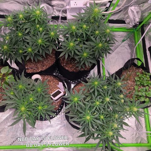 Bruce Banner Auto growlog photo: NBB DAY 10 FLOWER 
BB DAY 5 FLOWER
Stretching nicely after light went up
