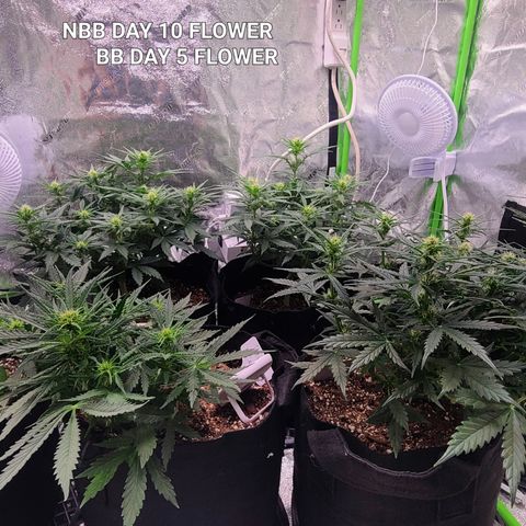 Bruce Banner Auto growlog photo: NBB DAY 10 FLOWER 
BB DAY 5 FLOWER
Stretching nicely after light went up