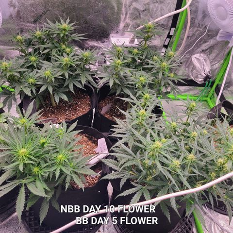 Bruce Banner Auto growlog photo: NBB DAY 10 FLOWER 
BB DAY 5 FLOWER
Stretching nicely after light went up